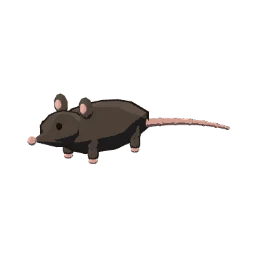 Carrion rat