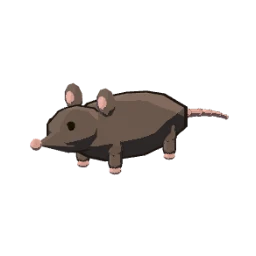 Giant rat